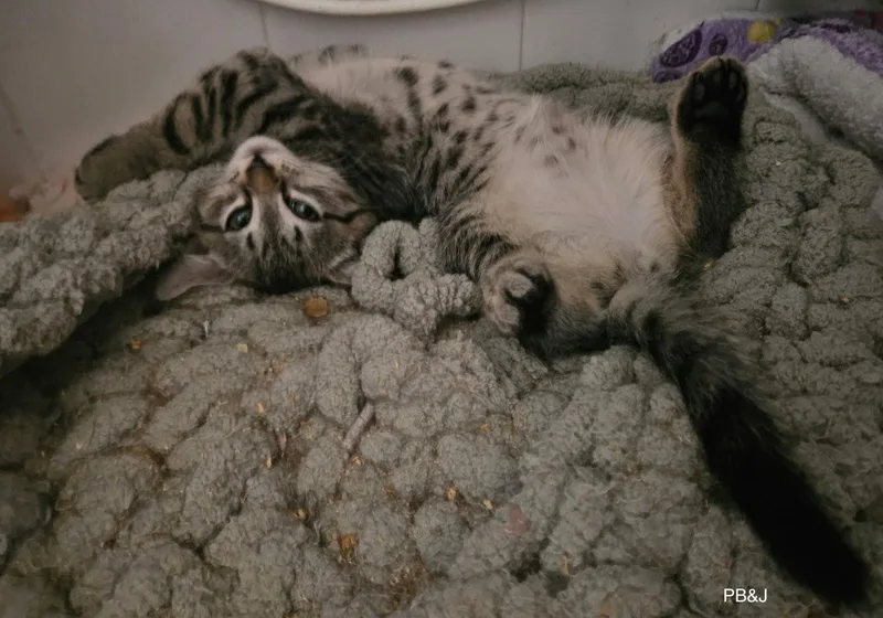 A baby medium-sized female Domestic Medium Hair cat named Blt & Pb&j for adoption in Brooklyn, NY