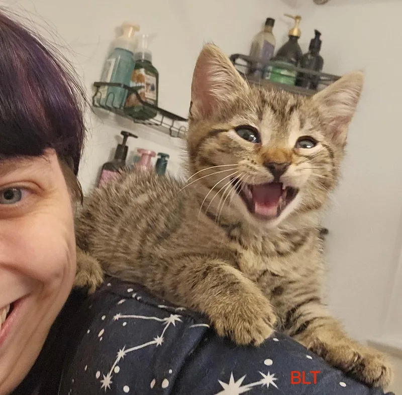 Blt & Pb&j thumbnail 3