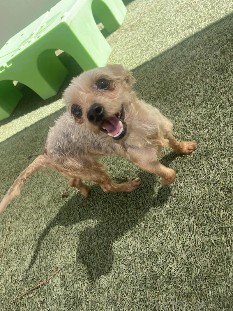 An adult small-sized female Yorkshire Terrier dog named Maisie for adoption in Baton Rouge, LA