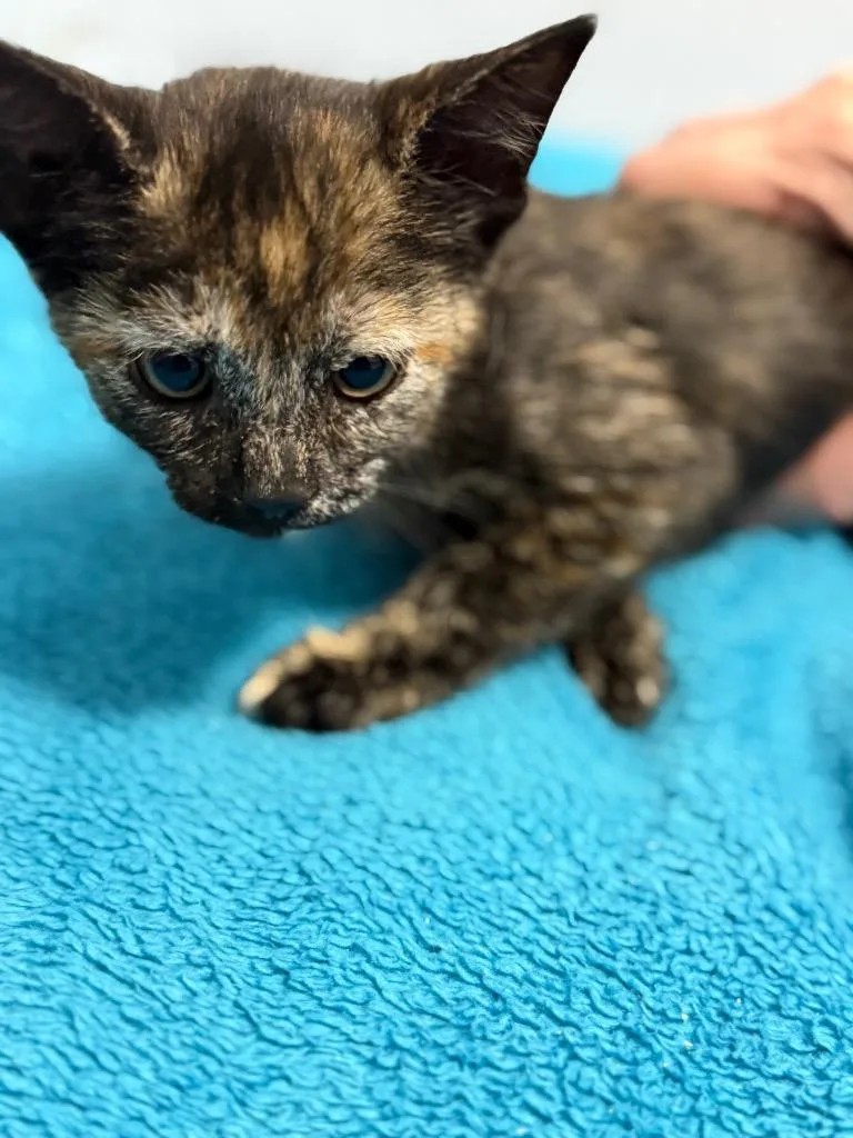 A baby small-sized female Domestic Short Hair cat named Pepper for adoption in Saint Francisville, LA