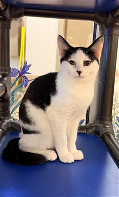 A baby small-sized male Domestic Short Hair cat named Okra for adoption in Statesville, NC