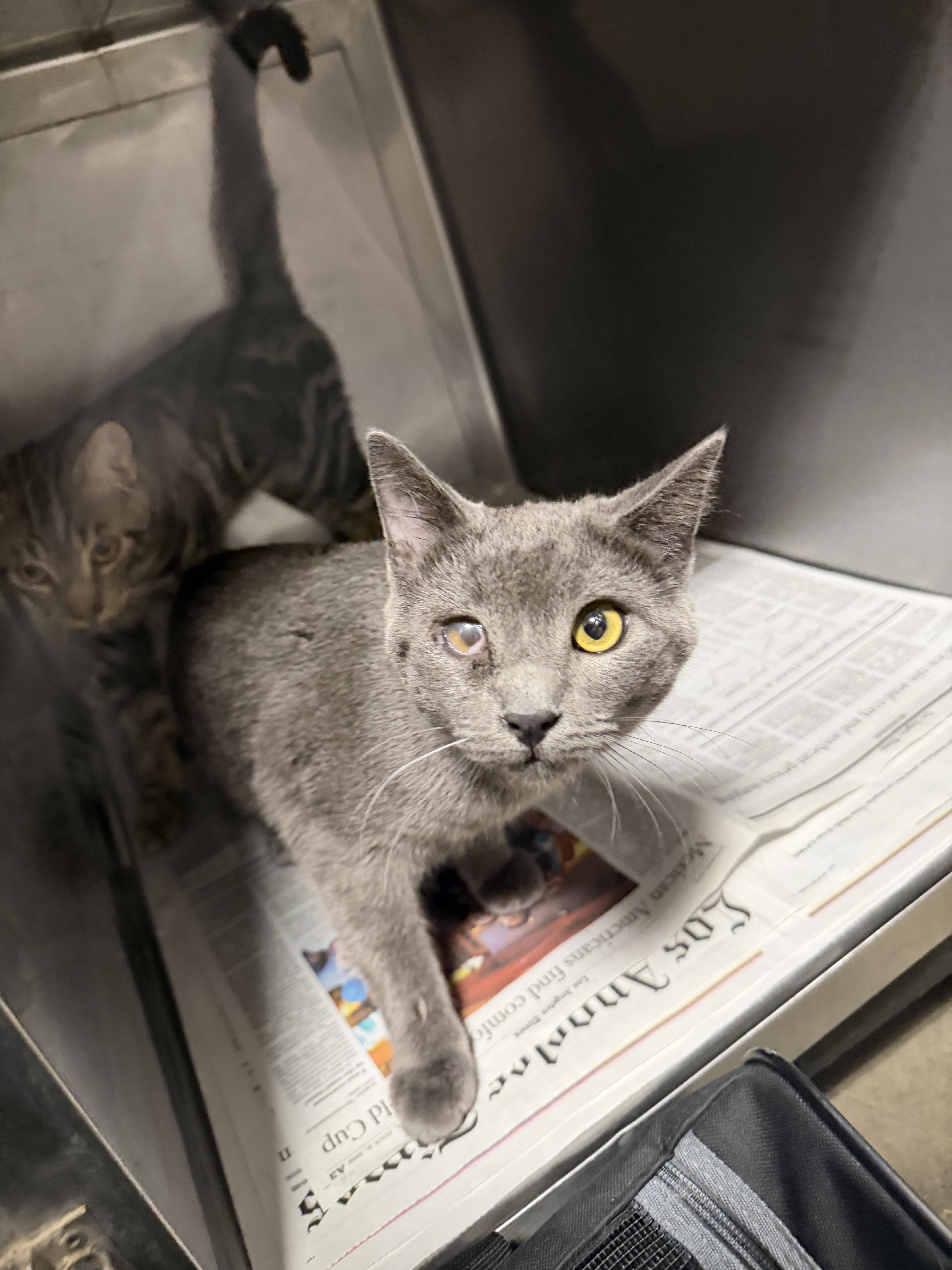 An adult medium-sized male Domestic Short Hair cat named Rico for adoption in Chatsworth, CA