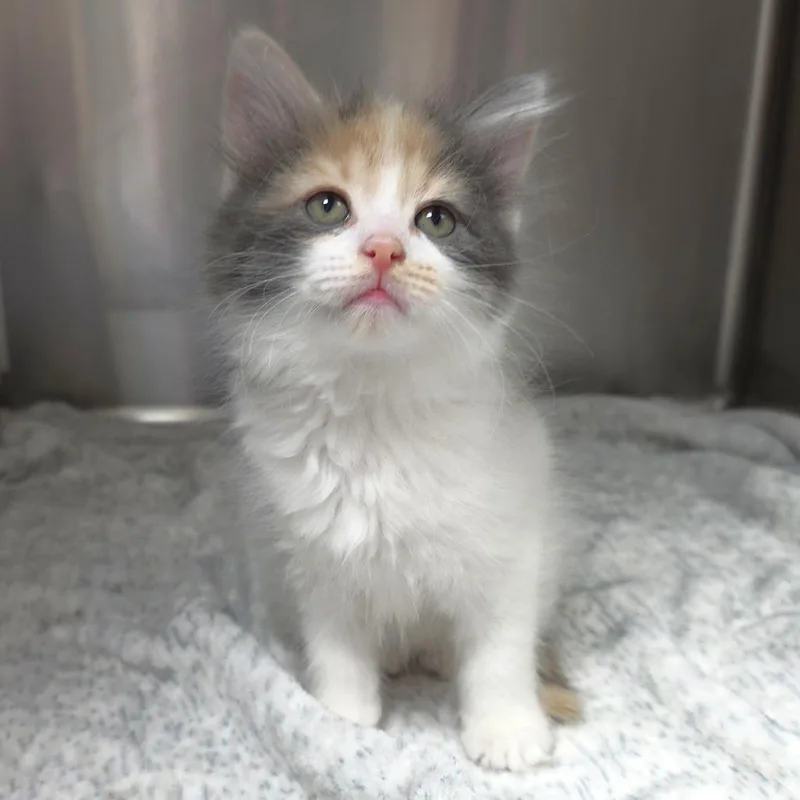 A baby small-sized female Calico Domestic Long Hair cat named Jazzberry for adoption in Michigan City, IN