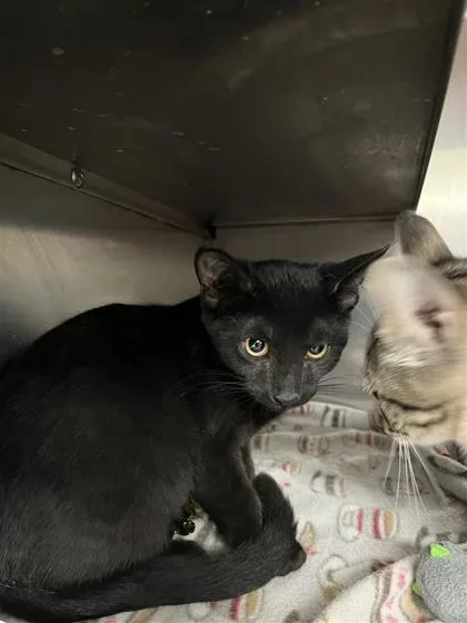 A baby small-sized male Domestic Short Hair cat named Horseradish for adoption in West Chester, PA