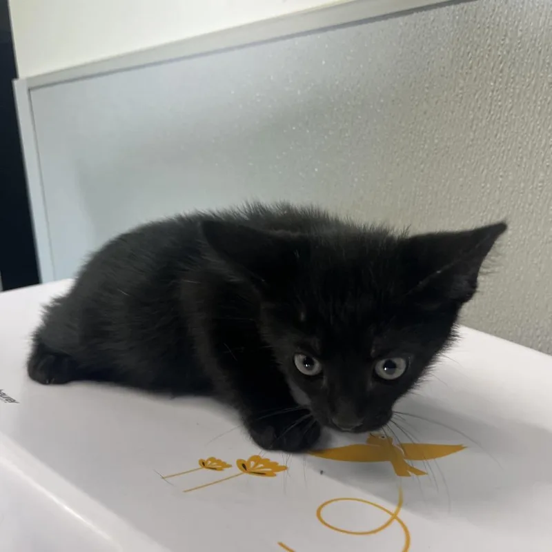 A baby small-sized male Black Domestic Medium Hair cat named Holden for adoption in Tampa, FL