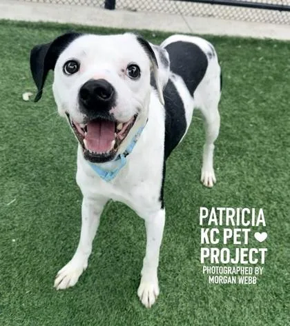 An adult medium-sized female Black Mixed Breed dog named Patricia for adoption in Kansas City, MO