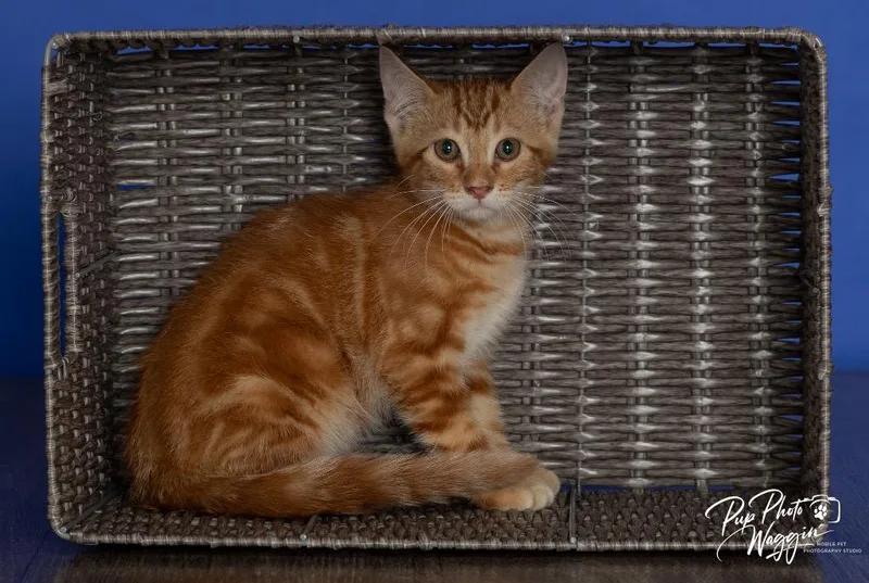 A baby medium-sized male Domestic Short Hair cat named Dr Leonardo for adoption in Claremore, OK