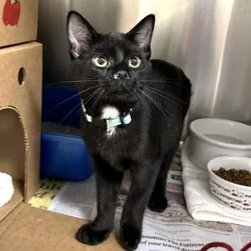 A baby small-sized male Black Domestic Short Hair cat named Rodeo for adoption in Novelty, OH