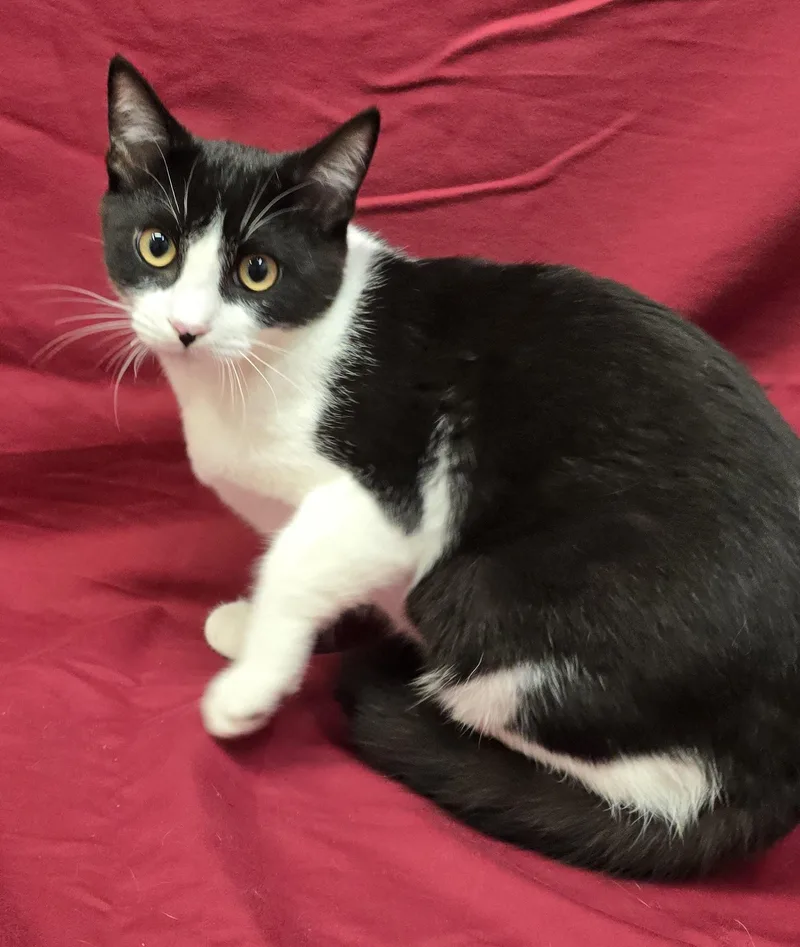 A young medium-sized male Domestic Short Hair cat named Gonzo for adoption in Payson, AZ