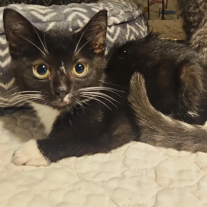 A baby small-sized male Black Domestic Short Hair cat named Vincent for adoption in Chicago, IL