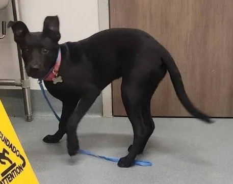 Nova