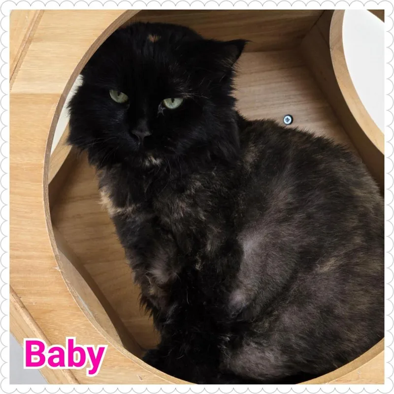 A senior large-sized female Domestic Long Hair cat named Baby for adoption in North Saint Paul, MN