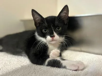 A baby small-sized male Domestic Short Hair cat named Chile @PetSmart Walker Rd for adoption in Newberg, OR