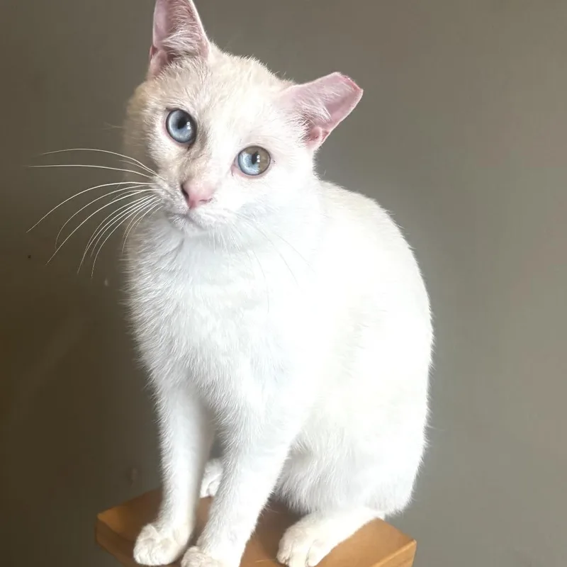 An adult medium-sized male White Domestic Short Hair cat named Fluoride for adoption in Durham, NC