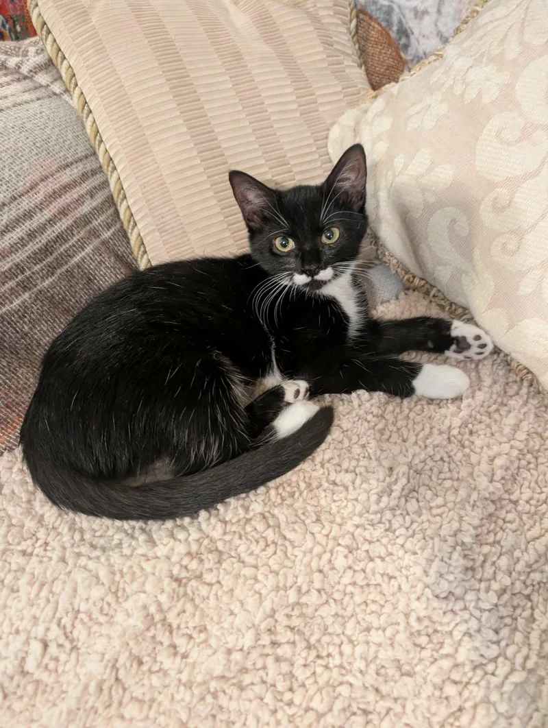 A baby medium-sized female Black & White / Tuxedo Domestic Short Hair cat named Cymru for adoption in Oviedo, FL