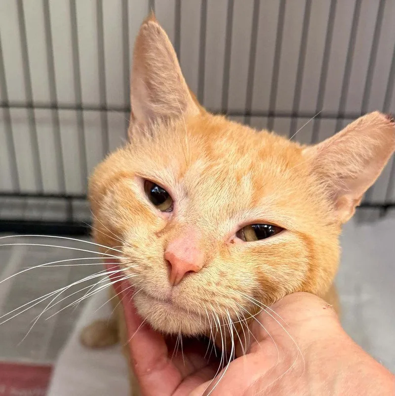 An adult medium-sized male Domestic Short Hair cat named Frankie for adoption in Candler, NC