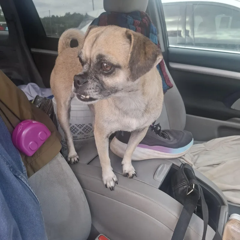 An adult small-sized female Golden Puggle dog named Berta for adoption in Georgetown, TX