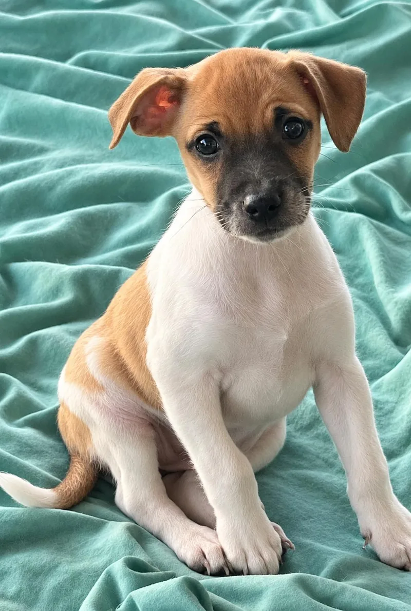 A baby small-sized female White / Cream Jack Russell Terrier dog named Ivy for adoption in Longmont, CO