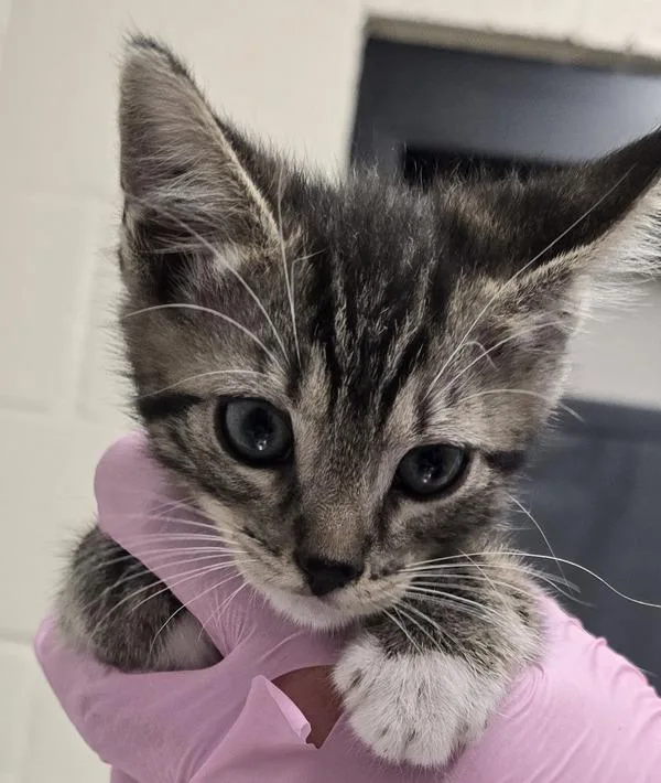 A baby small-sized male Domestic Short Hair cat named Arthur for adoption in El Cajon, CA