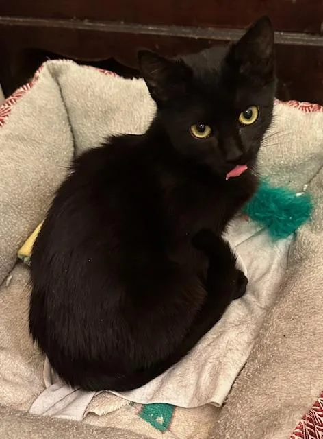 Dorrie And Wednesday thumbnail 5