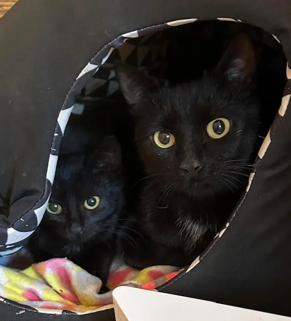 Dorrie And Wednesday thumbnail 6