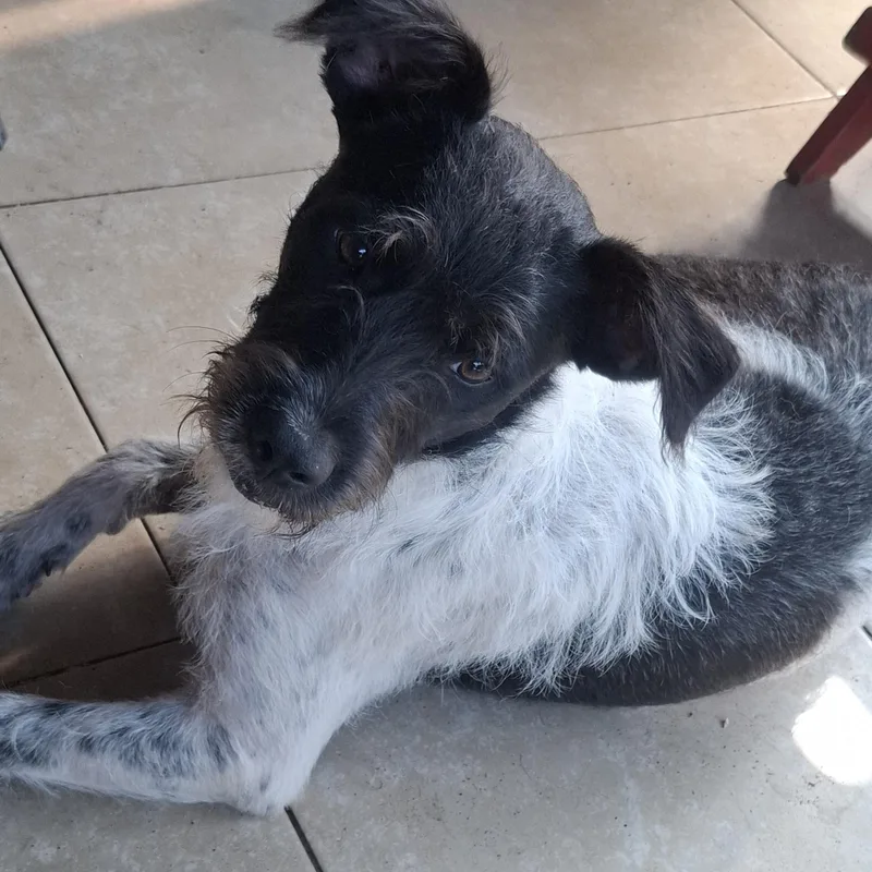 A young medium-sized male Bicolor Terrier dog named Diego for adoption in Georgetown, TX
