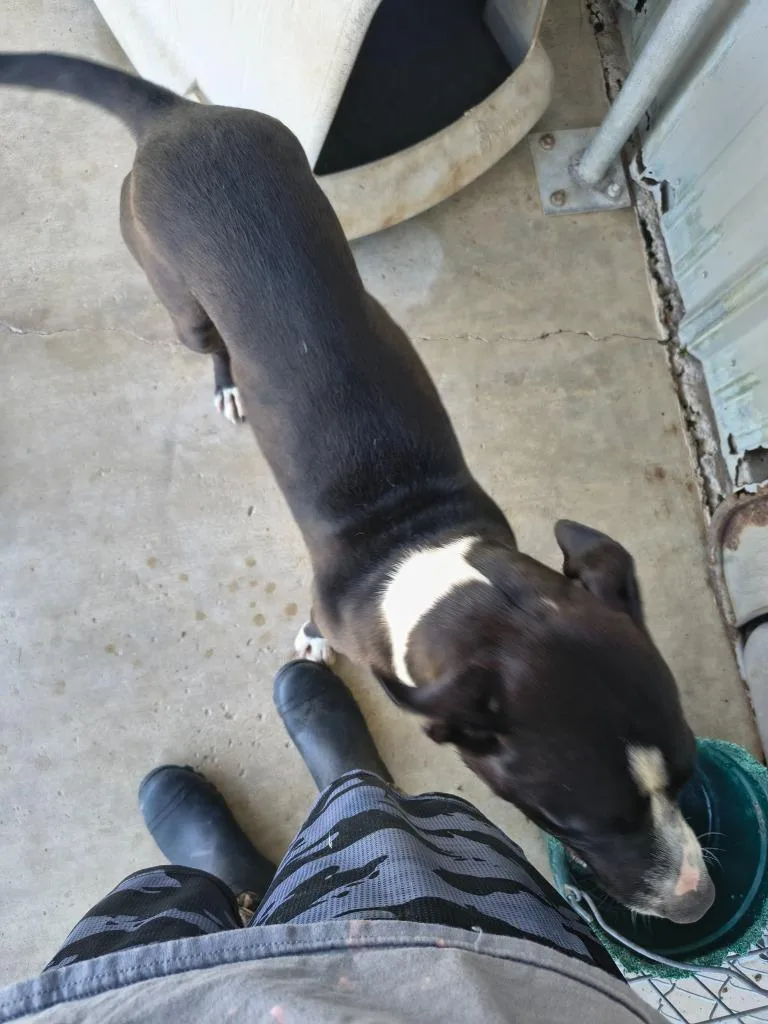 An adult medium-sized male Pit Bull Terrier dog named Pickle for adoption in Brownwood, TX
