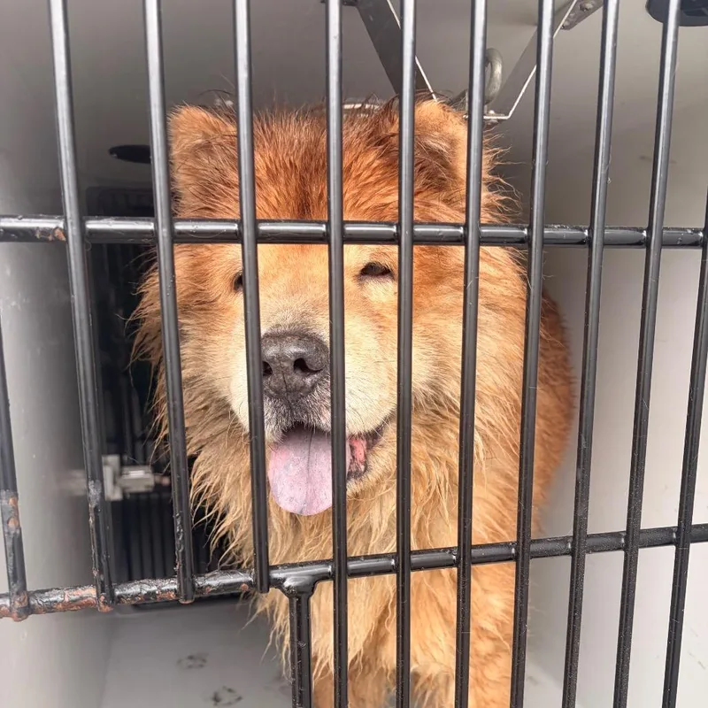 A senior medium-sized male Yellow / Tan / Blond / Fawn Chow Chow dog named Bear for adoption in Philadelphia, PA