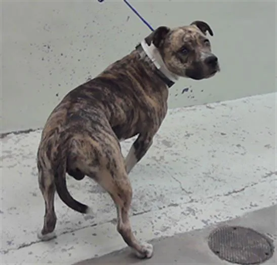A young medium-sized male Staffordshire Bull Terrier dog named Bruno for adoption in Houston, TX