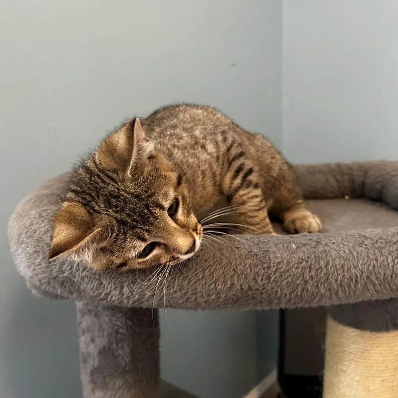 A baby small-sized female Domestic Short Hair cat named Nini for adoption in Cumming, GA