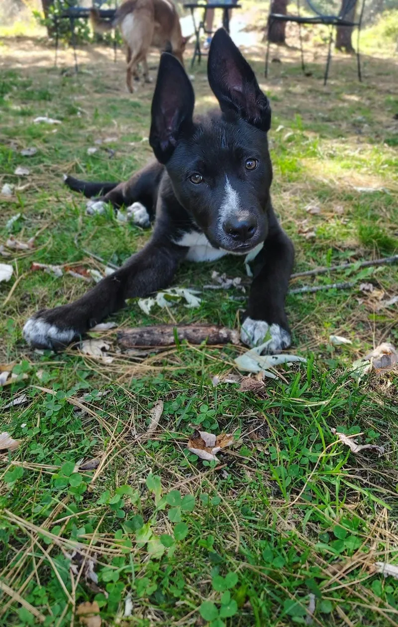 A baby medium-sized male Pit Bull Terrier dog named Lyric for adoption in New London, WI