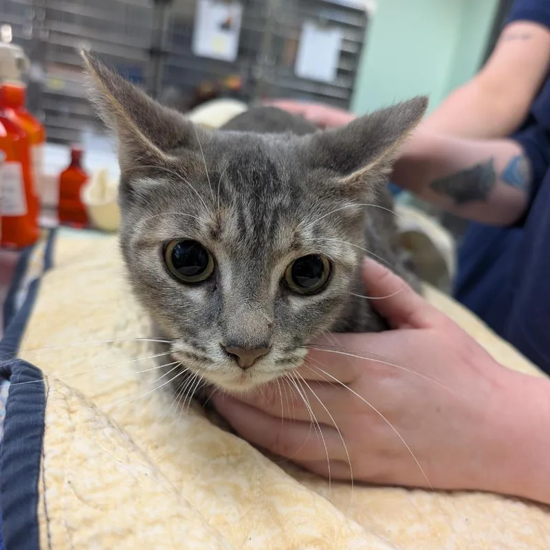 An adult large-sized female Gray / Blue / Silver Domestic Short Hair cat named Petunia for adoption in Tacoma, WA