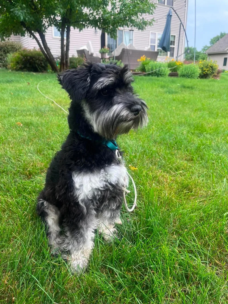 An adult small-sized male Black Miniature Schnauzer dog named Smokey for adoption in Green Bay, WI