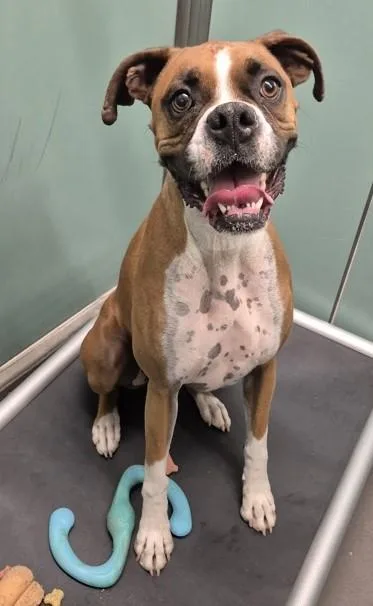 An adult medium-sized male White / Cream Boxer dog named Jax for adoption in Butte, MT