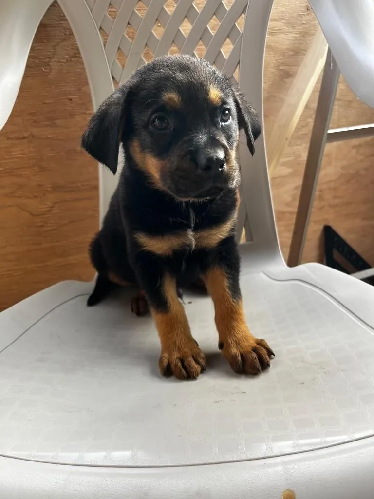 A baby medium-sized male Rottweiler dog named Freundly for adoption in McHenry, IL