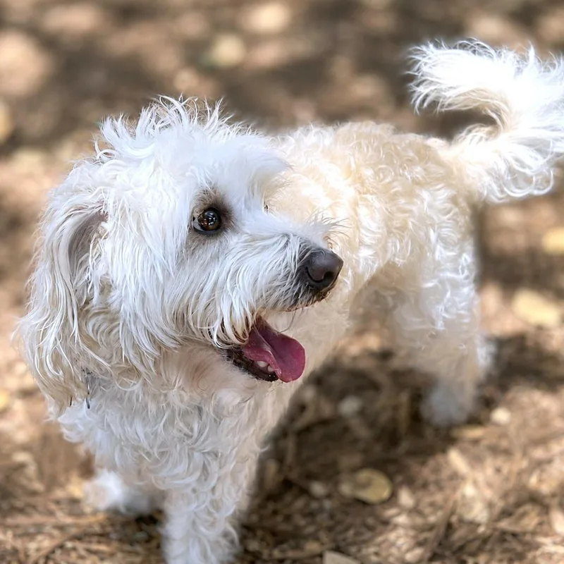 An adult small-sized female White / Cream Poodle dog named Asoka for adoption in Boerne, TX