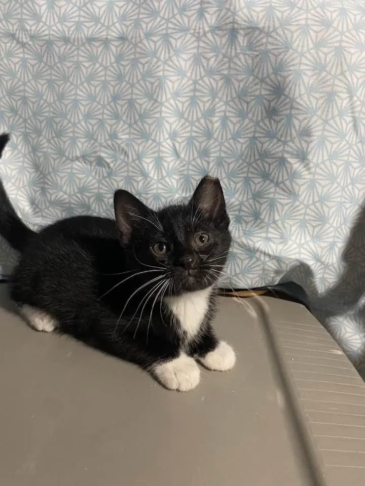 A baby medium-sized male Black & White / Tuxedo Domestic Short Hair cat named Lucky for adoption in Cleveland, OH