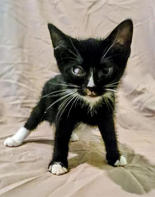 A baby small-sized male Domestic Short Hair cat named Grouper for adoption in Statesville, NC