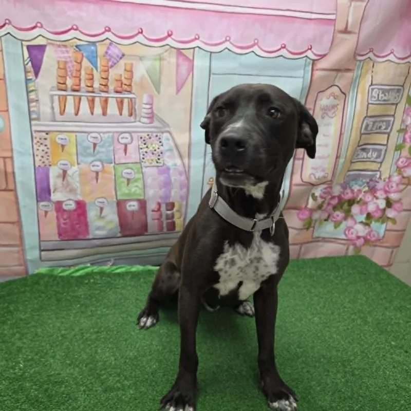 A baby medium-sized male Labrador Retriever dog named Hershey for adoption in Statesboro, GA