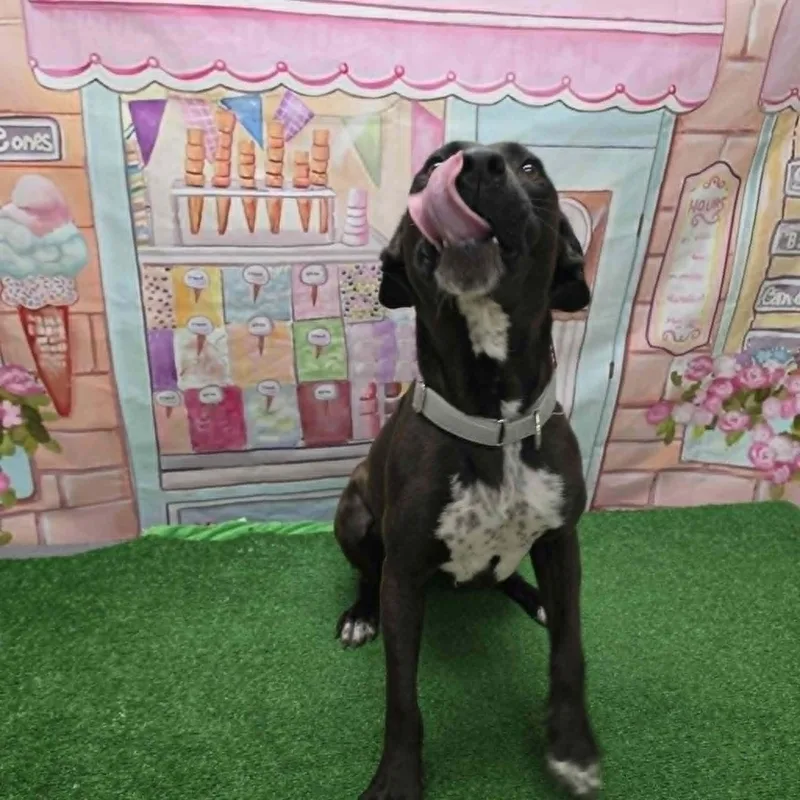 Hershey thumbnail 5