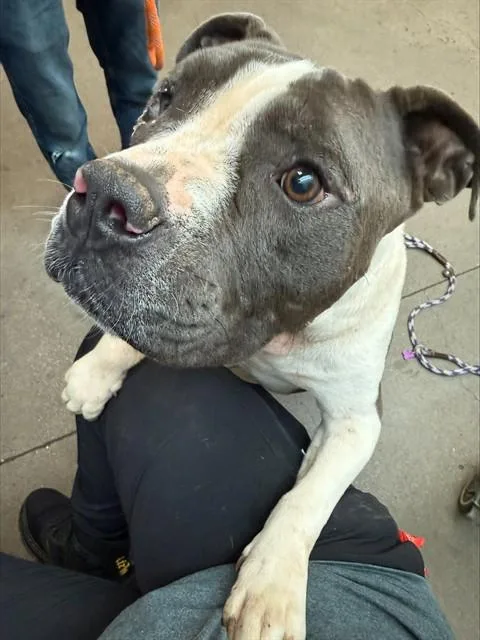 An adult large-sized male Pit Bull Terrier dog named Slumber for adoption in Tucson, AZ