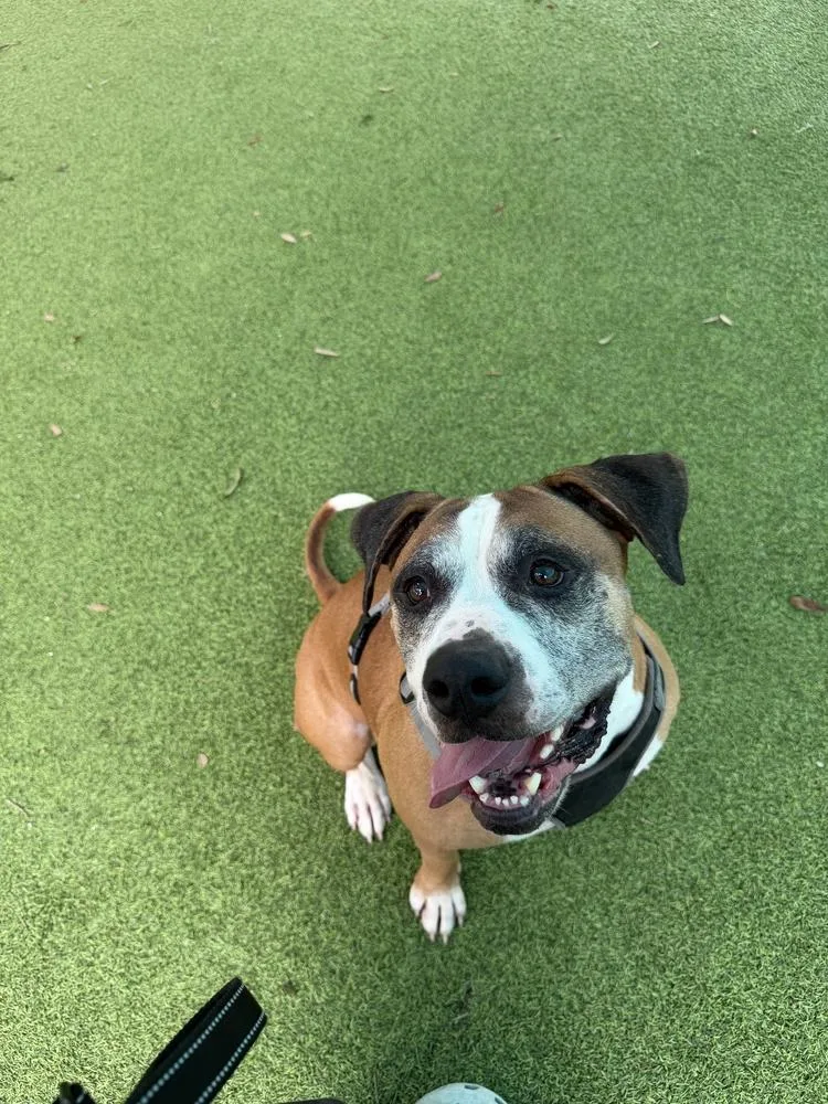 An adult medium-sized male Tricolor (Brown, Black, & White) American Bulldog dog named Bronco for adoption in Lakeland, FL