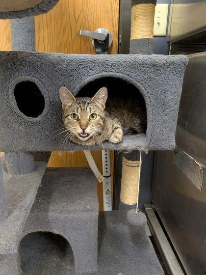A senior medium-sized female Domestic Short Hair cat named Chloe for adoption in Shawano, WI