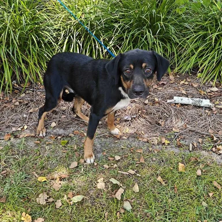 An adult medium-sized male Tricolor (Brown, Black, & White) Shepherd dog named Roscoe for adoption in Valdosta, GA