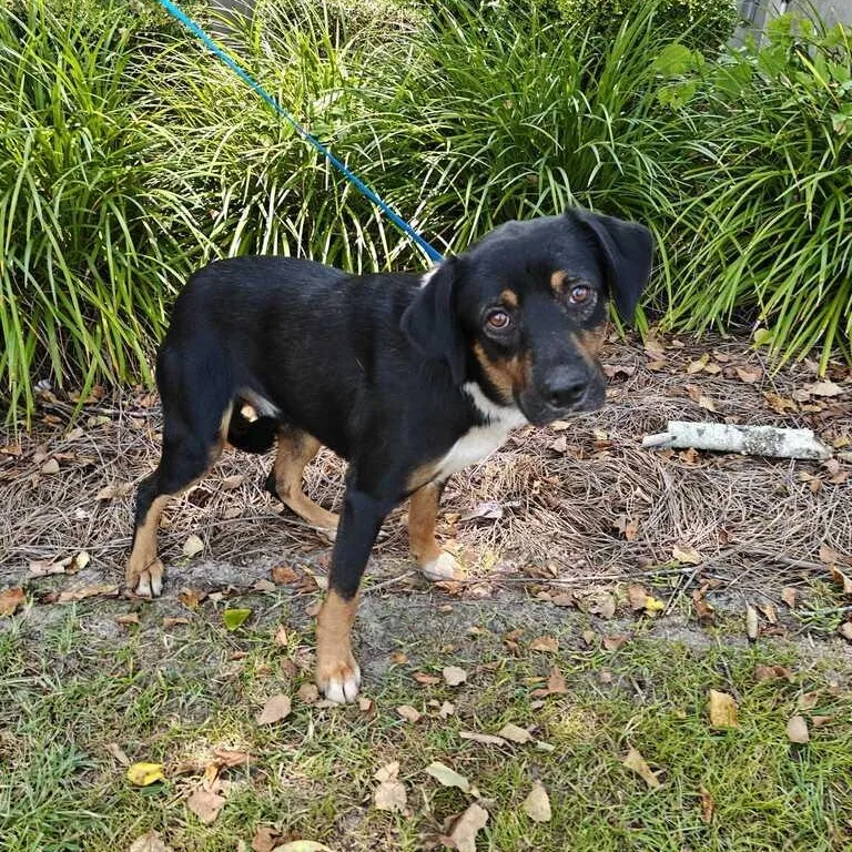 Roscoe thumbnail 2