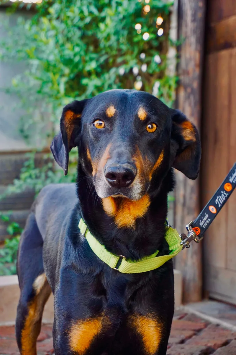 An adult large-sized male Doberman Pinscher dog named Prince for adoption in San Diego, CA