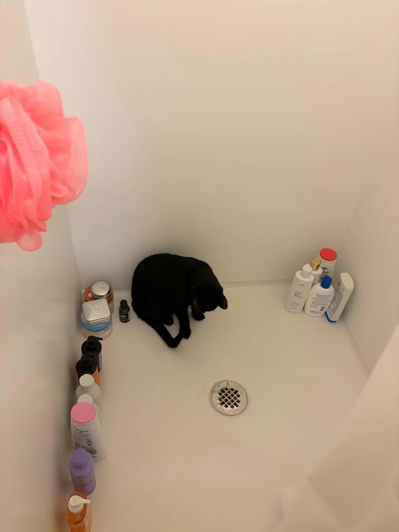 A young medium-sized male Black Domestic Short Hair cat named Percy for adoption in Portland, OR