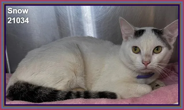 A young medium-sized male White Domestic Short Hair cat named Snow for adoption in Marietta, GA