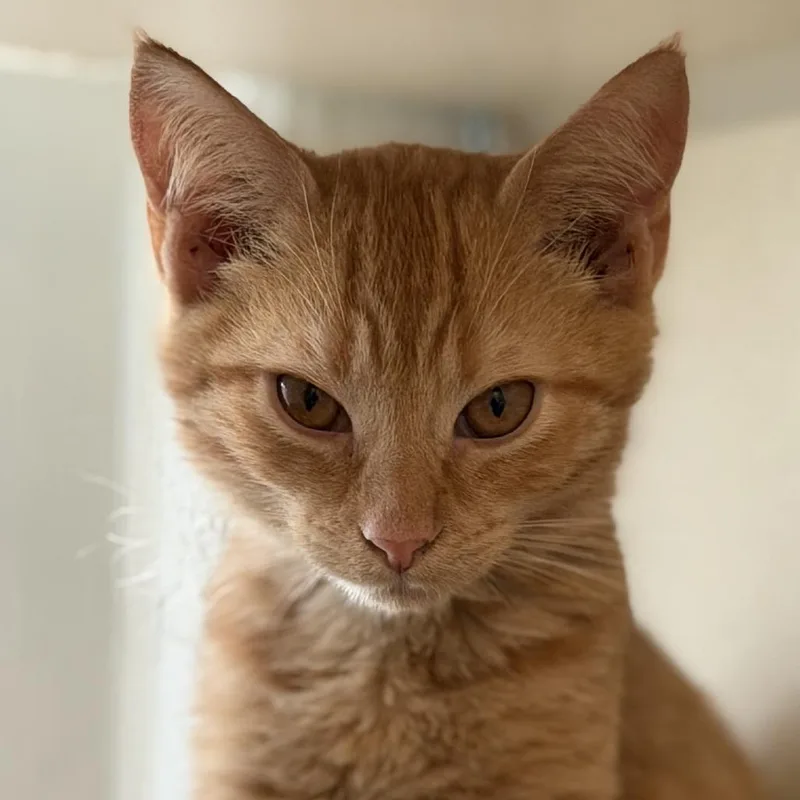 A baby small-sized male Orange / Red Domestic Short Hair cat named Krueger for adoption in Gloucester, VA