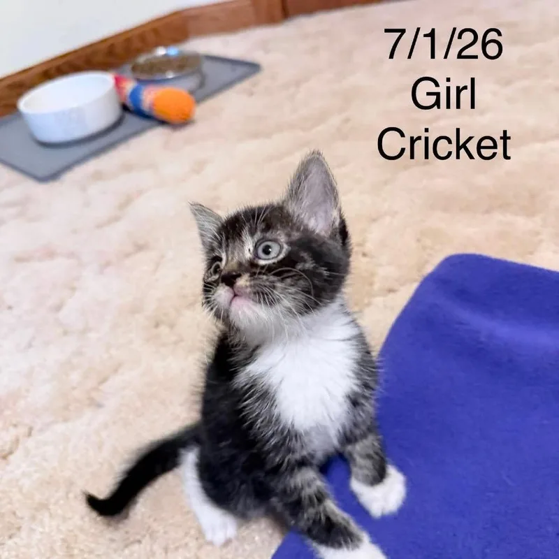 A baby small-sized female Black Domestic Short Hair cat named Cricket C for adoption in Princeton, MN
